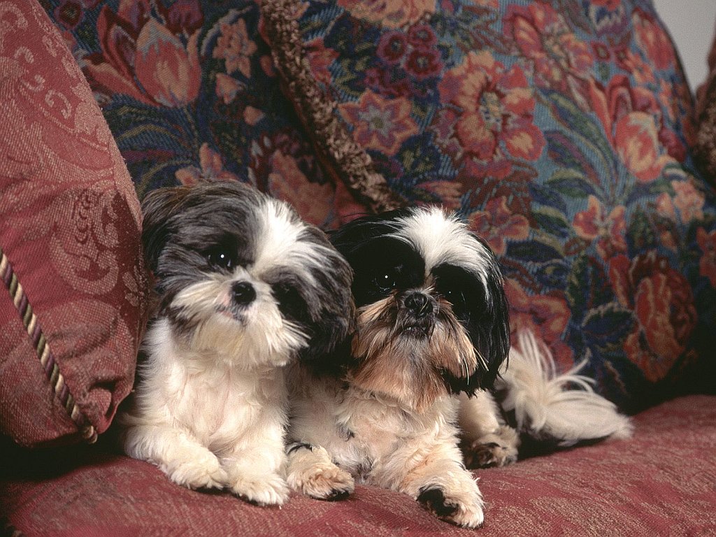 Sarah & Michelle, Shih Tzus